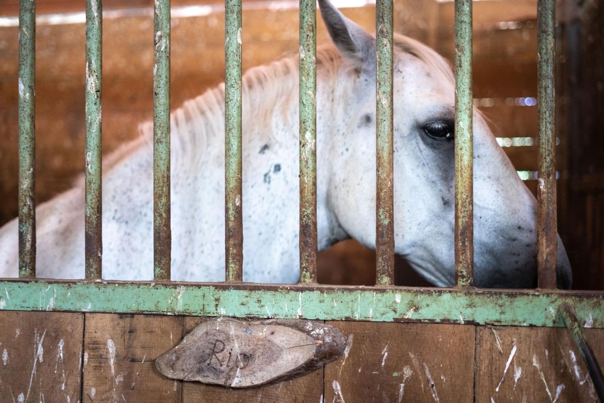 Horse Farm Holiday Pr' Kolenc Zgornje Gorje ภายนอก รูปภาพ