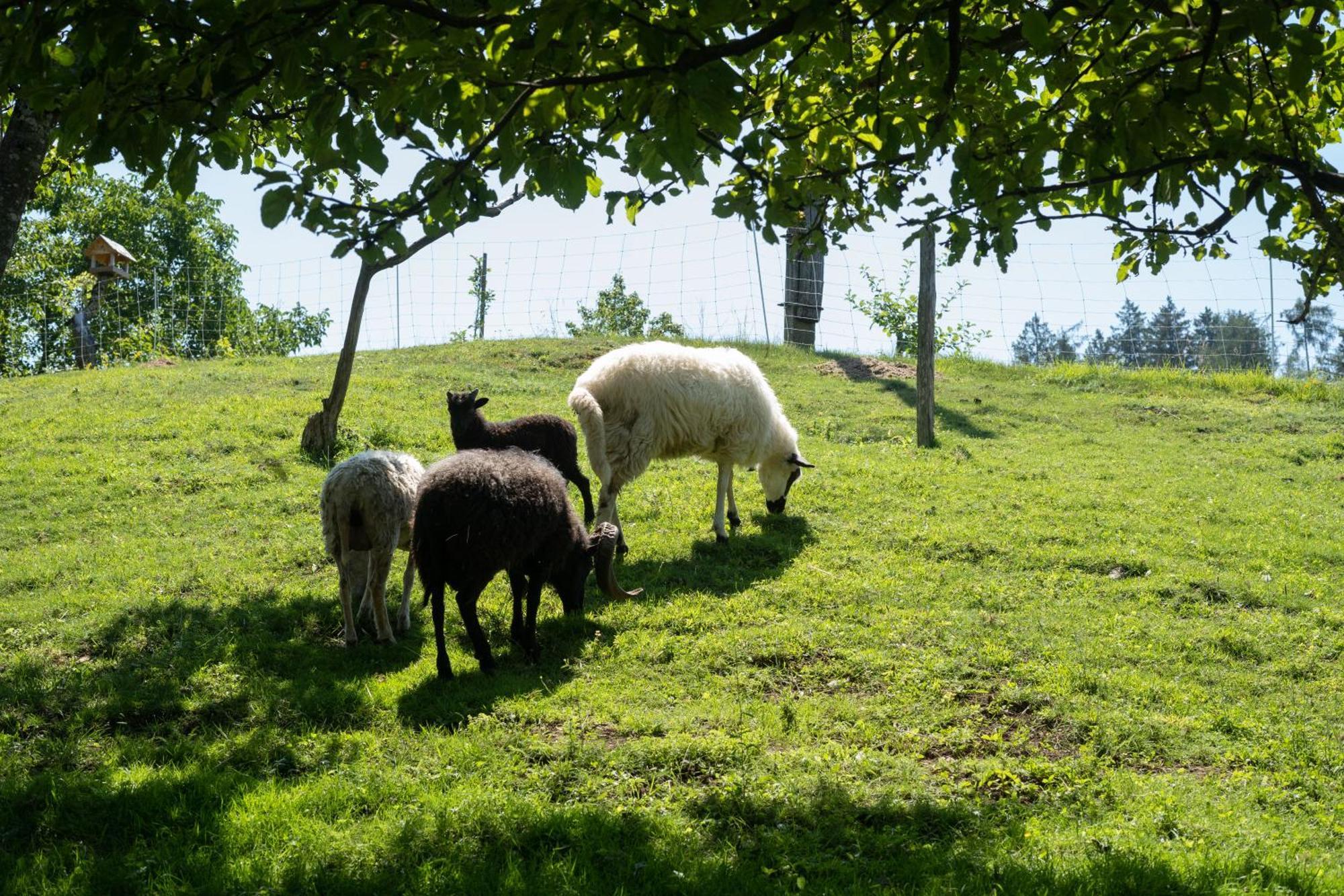 Horse Farm Holiday Pr' Kolenc Zgornje Gorje ภายนอก รูปภาพ